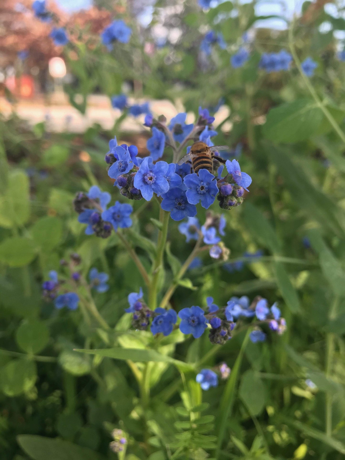 Flower Seeds - Forget-me-not - Sow True Seed