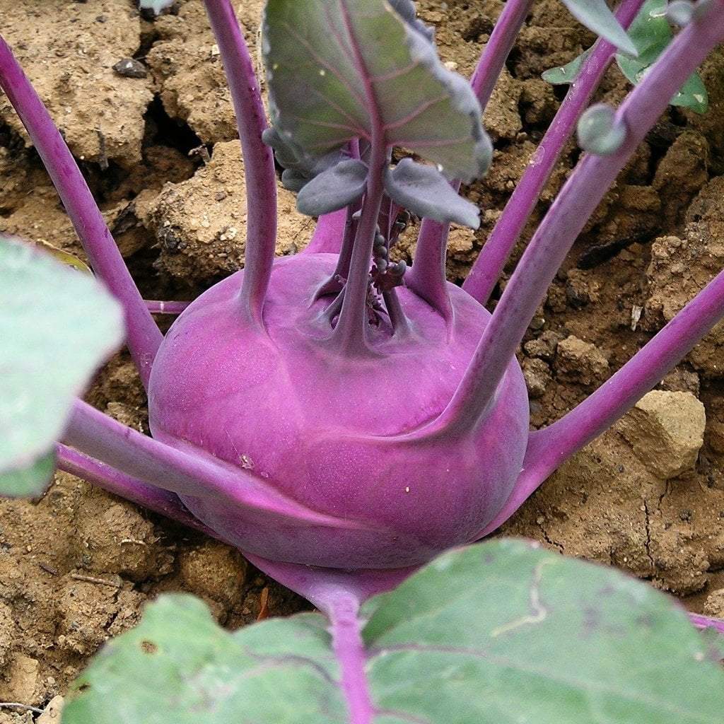 Kohlrabi Seeds - Purple Vienna - Sow True Seed