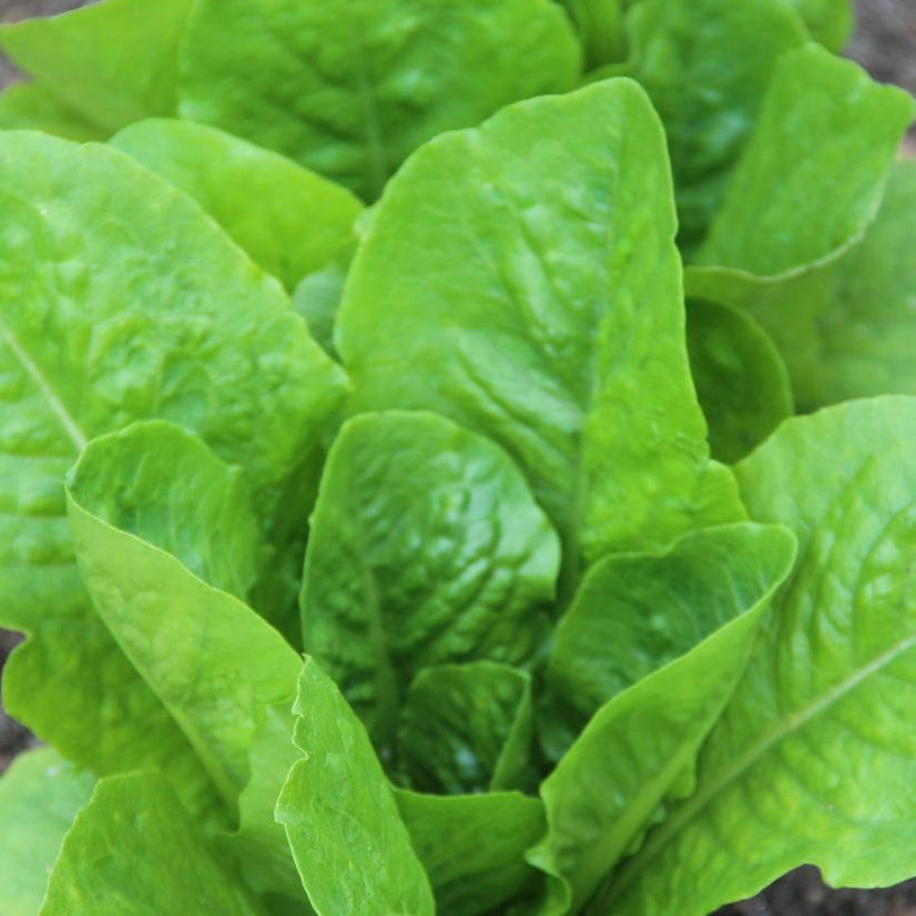 Lettuce Seeds - Parris Island Romaine, Organic - Sow True Seed