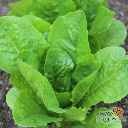 Lettuce Seeds - Parris Island Romaine, Organic - Sow True Seed