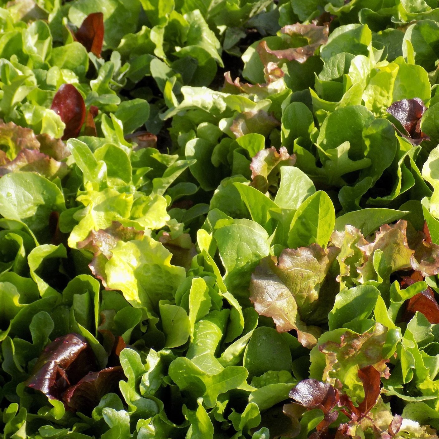 Lettuce Seeds - Lettuce Mix, ORGANIC - Sow True Seed