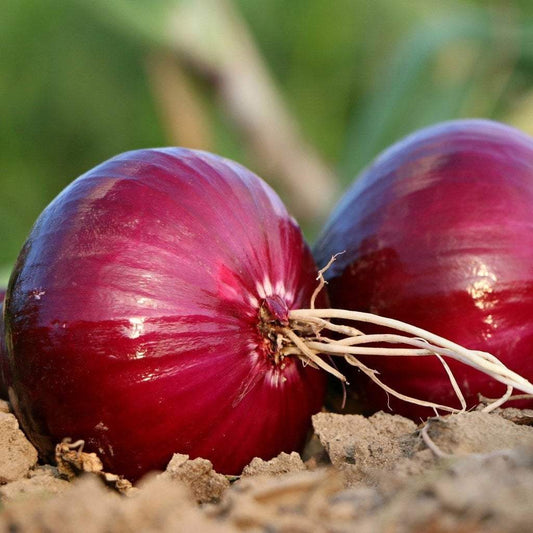 Onion - Red Creole - Sow True Seed
