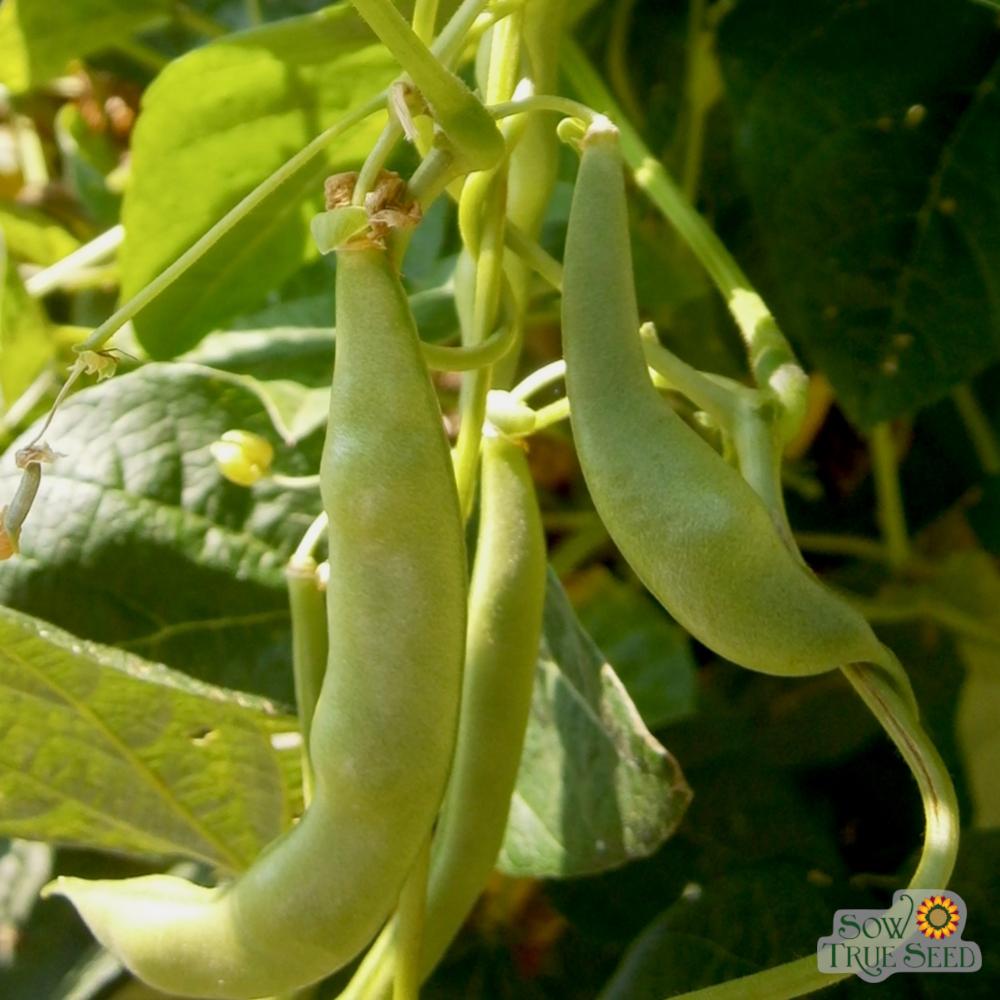 Pole Bean - Lazy Wife Greasy - Sow True Seed