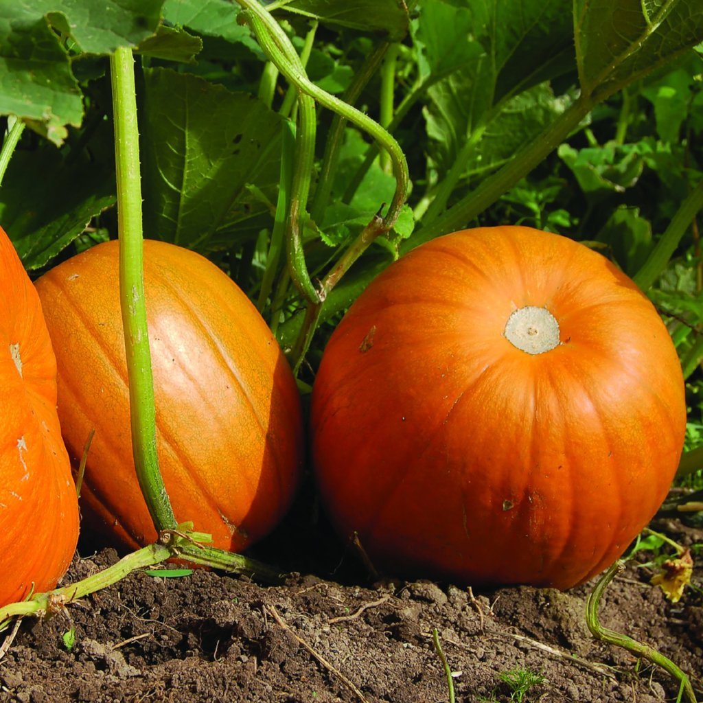 Pumpkin - Connecticut Field - Sow True Seed