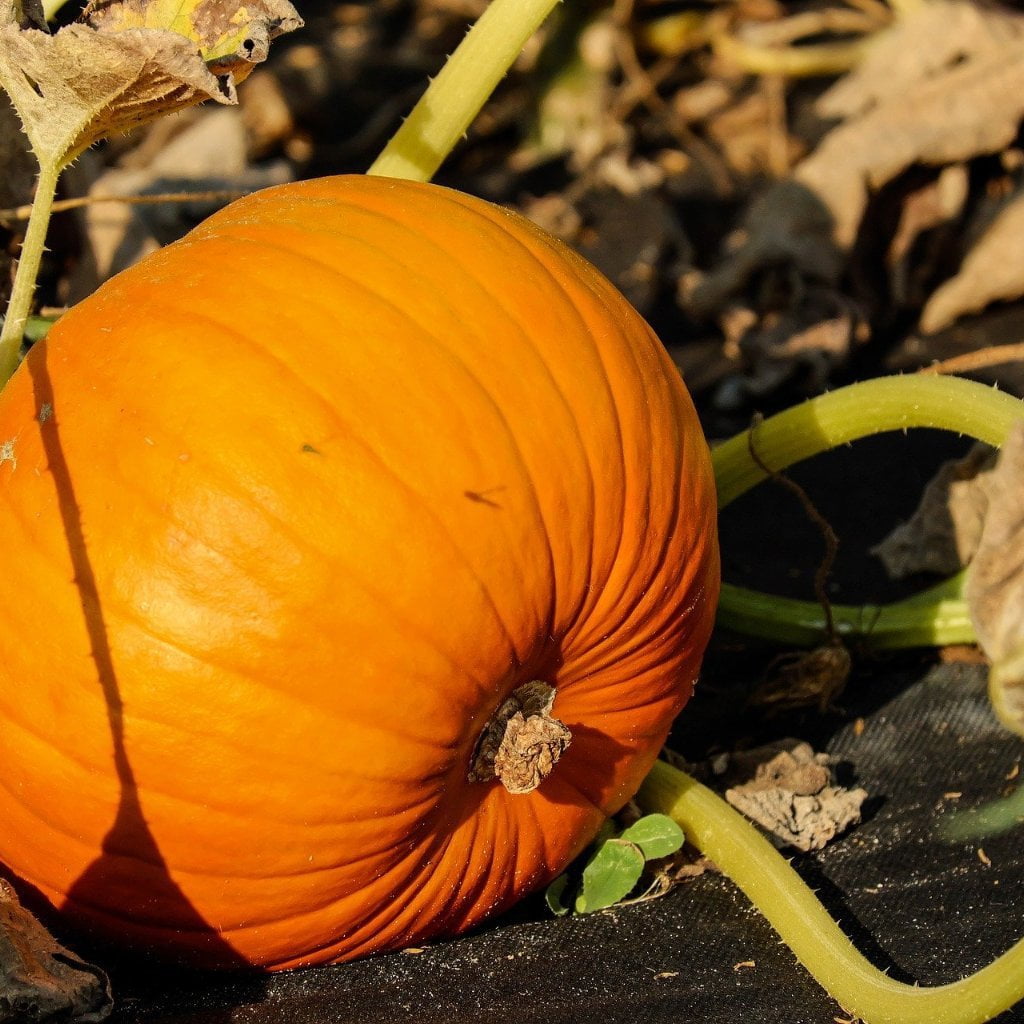Pumpkin - Connecticut Field - Sow True Seed