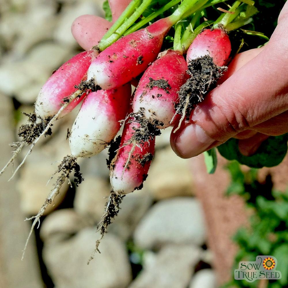 Radish Seeds - French Breakfast, ORGANIC - Sow True Seed