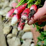 Radish Seeds - French Breakfast, ORGANIC - Sow True Seed