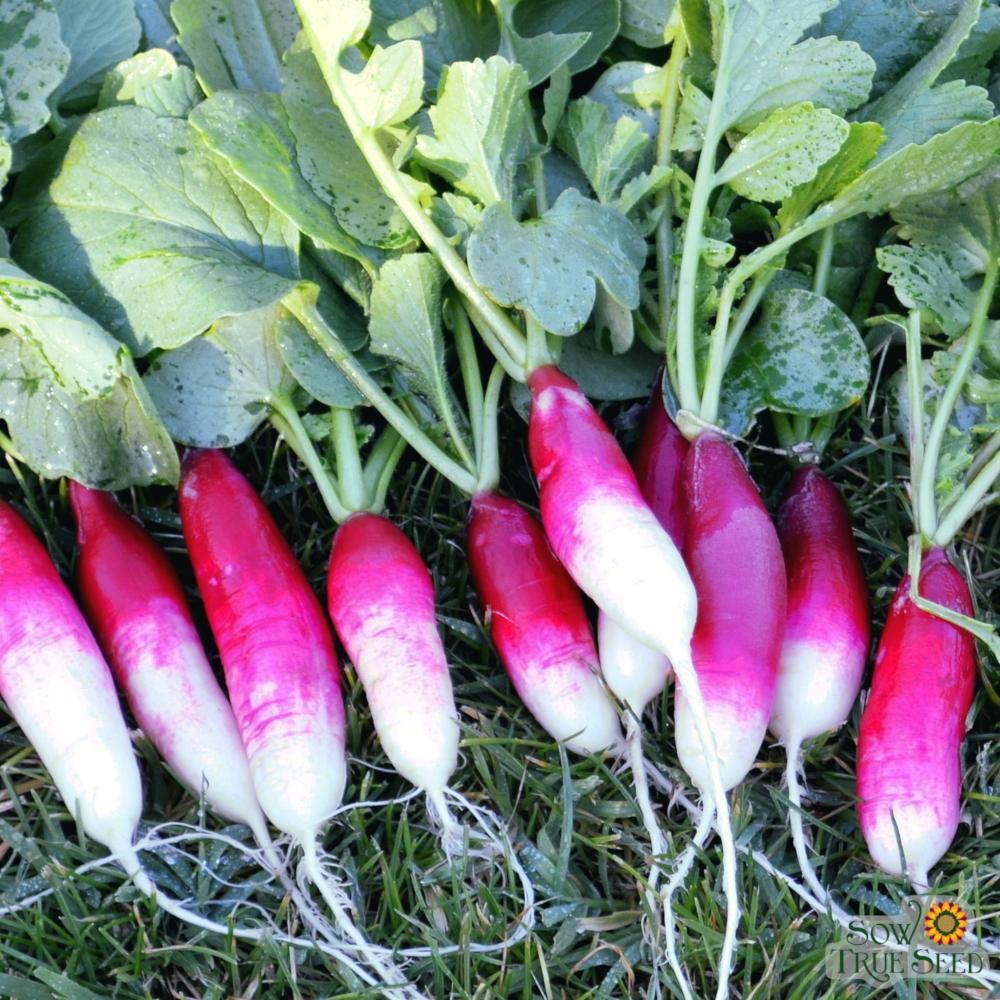 Radish Seeds - French Breakfast, ORGANIC - Sow True Seed