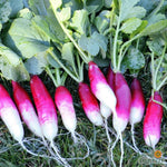 Radish Seeds - French Breakfast, ORGANIC - Sow True Seed
