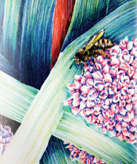 Leek Seeds - American Flag, ORGANIC - Sow True Seed