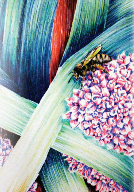 Leek Seeds - American Flag, ORGANIC - Sow True Seed