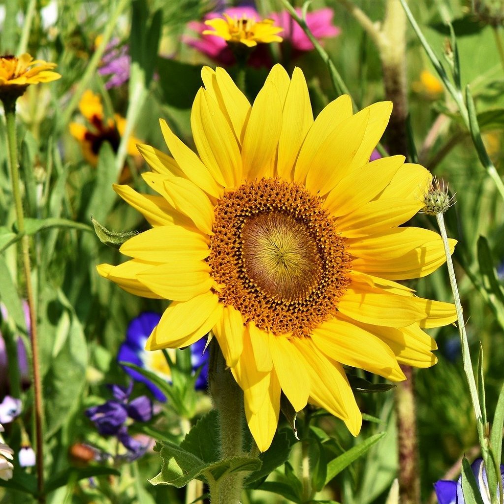 Sunflower Seeds - Sunspot Dwarf - Sow True Seed