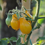 Cherry Tomato Seeds - Yellow Pear - Sow True Seed