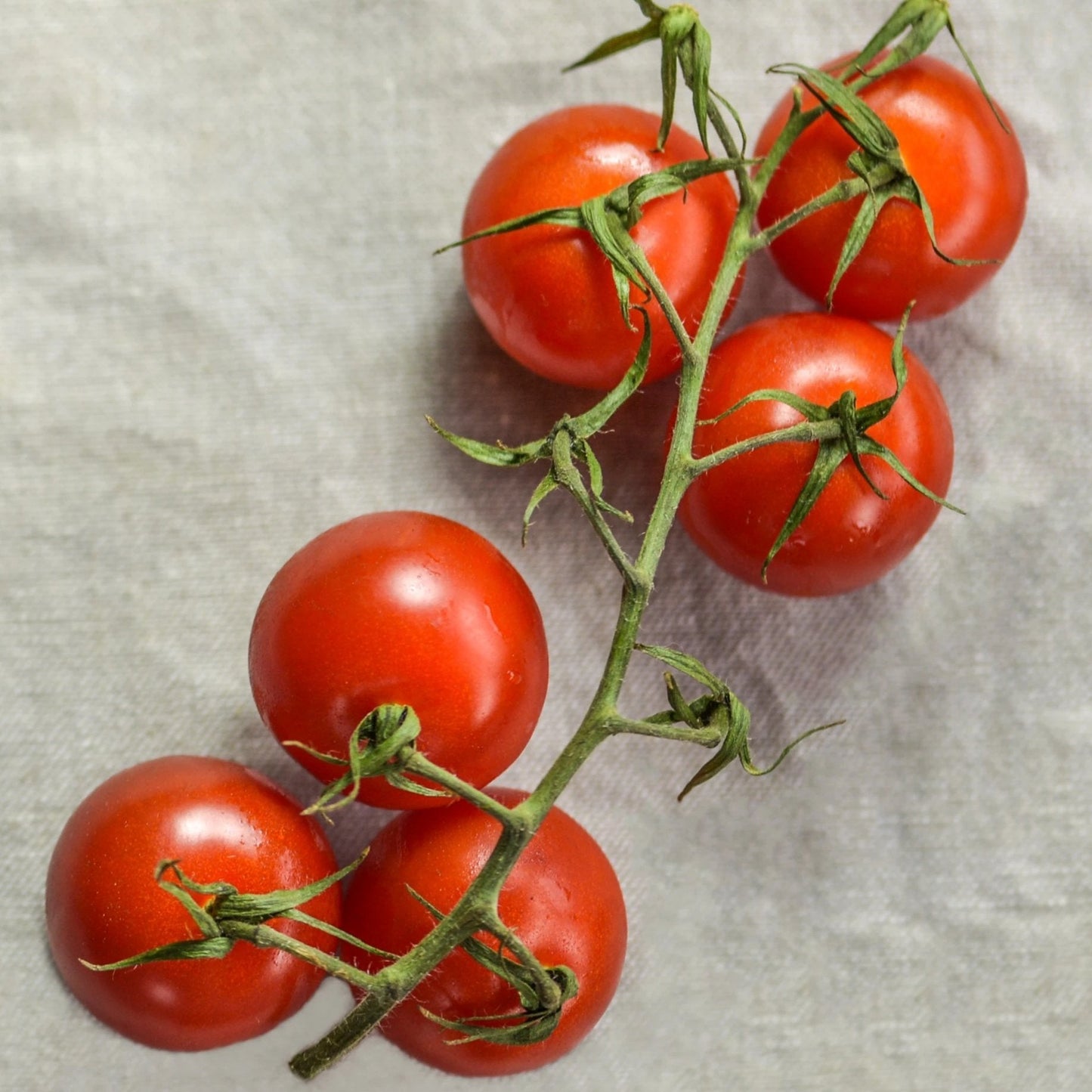 Cherry Tomato Seeds - Chadwick Cherry, ORGANIC - Sow True Seed