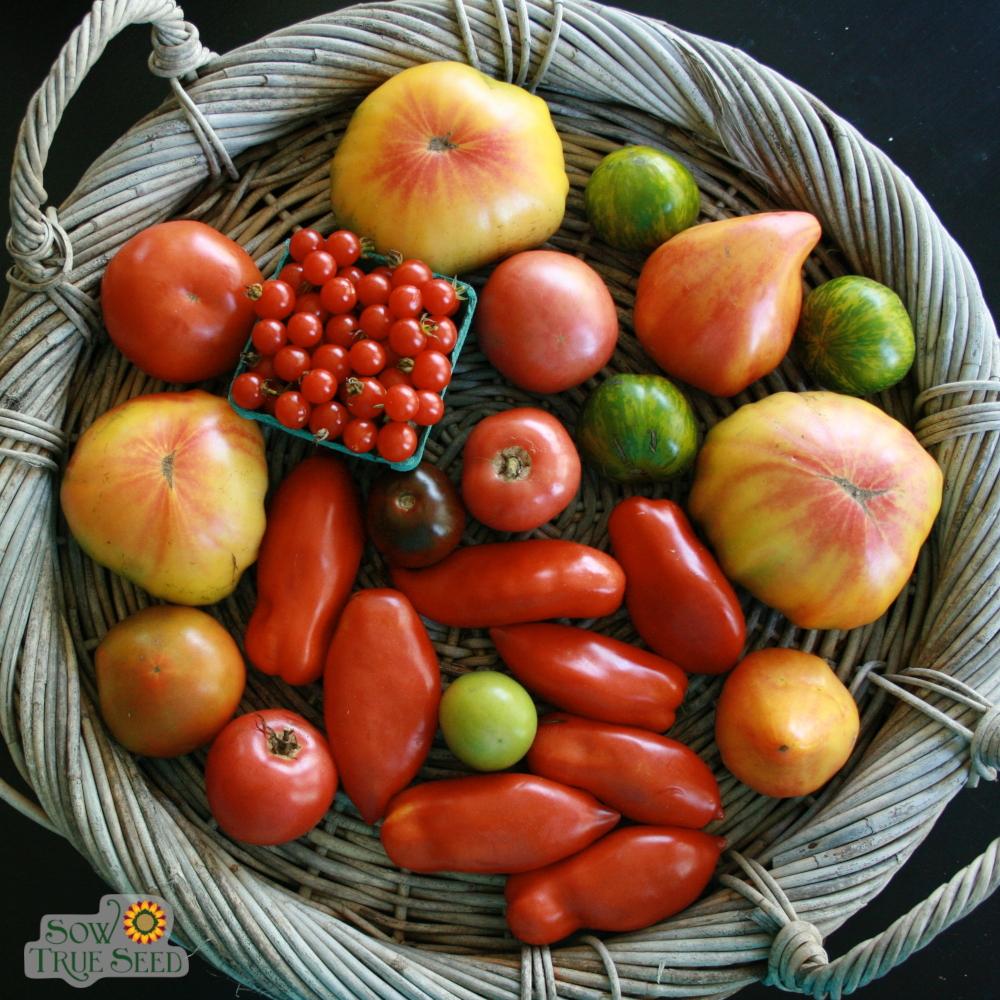 Slicing Tomato Seeds - Green Zebra, ORGANIC - Sow True Seed
