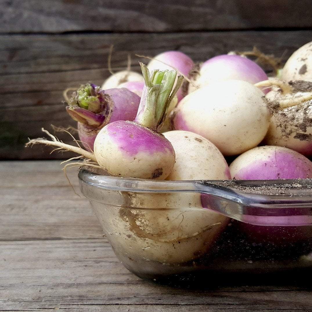 Turnip - Purple Top White Globe, ORGANIC - Sow True Seed