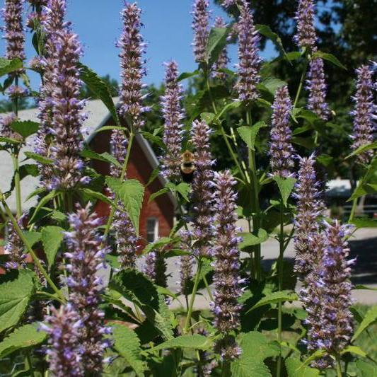 Anise Hyssop Seeds - Sow True Seed