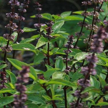 Basil Seeds, Thai - Sow True Seed