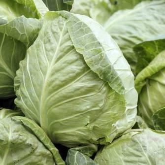 Cabbage Seeds - Early Jersey Wakefield - Sow True Seed