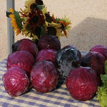 Cabbage Seeds - Red Acre - Sow True Seed