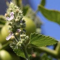 Catnip Seed - Sow True Seed