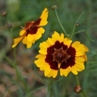 Coreopsis Seeds - Tall Plains - Sow True Seed