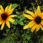 Rudbeckia Seeds - Gloriosa Daisy - Sow True Seed