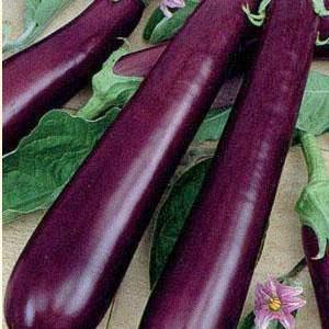 Eggplant Seeds - Long Purple - Sow True Seed