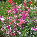 Flower Seed Mix - Cut Flower - Sow True Seed
