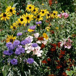Flower Seed Mix - Hummingbird, Butterfly, Songbird - Sow True Seed
