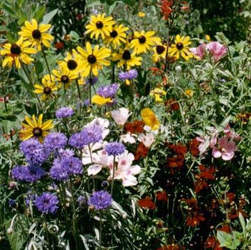 Flower Seed Mix - Hummingbird, Butterfly, Songbird - Sow True Seed