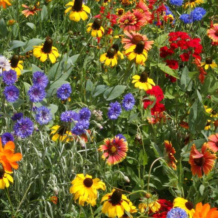 Flower Seed Mix - South East Native - Sow True Seed