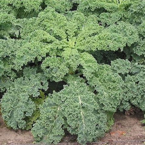 Kale Seeds - Vates, Dwarf Blue Curled Scotch, ORGANIC - Sow True Seed