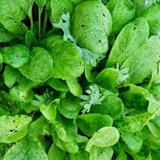 Mixed Greens - Braising Mix - Sow True Seed