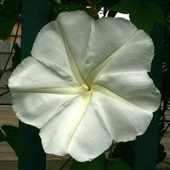 Moonflower Seeds - Sow True Seed