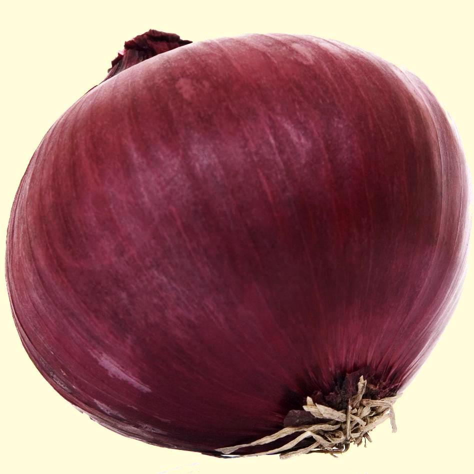 Onion - Red Creole - Sow True Seed