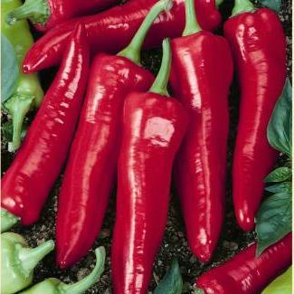 Hot Pepper - Big Jim, ORGANIC - Sow True Seed