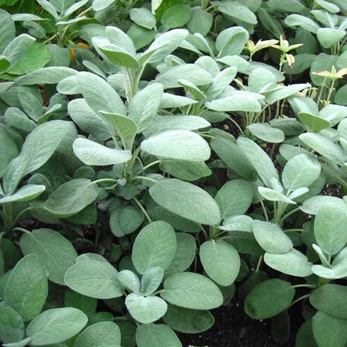 Sage Seed, Broad Leaf Culinary - Sow True Seed