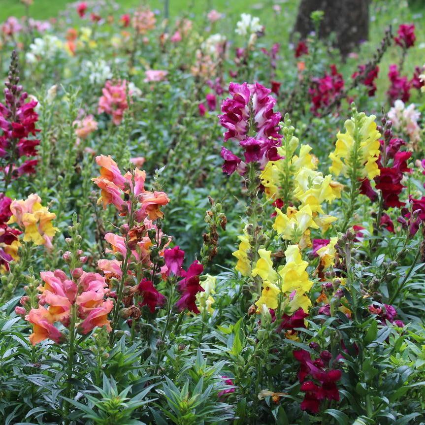 Snapdragon Seeds - Tetra Mix - Sow True Seed