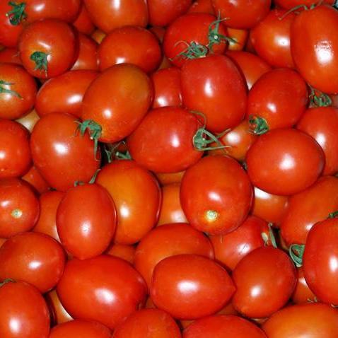 Paste Tomato Seeds - Amish Paste, ORGANIC - Sow True Seed